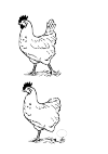 Find the 5 differences in these chicken Barneveld